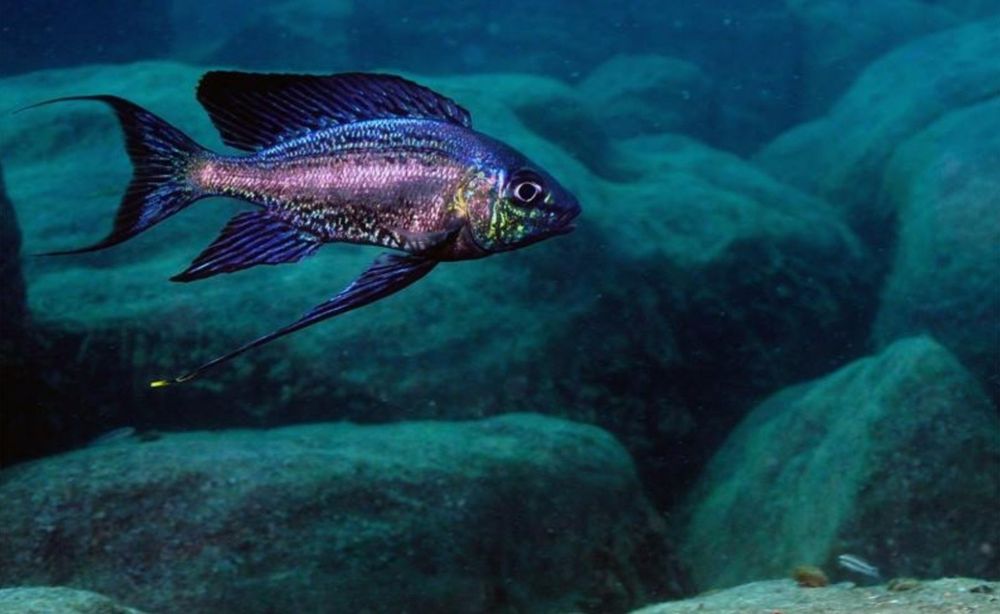 Аквариумни риби африкански цихлиди от езерото Танганика