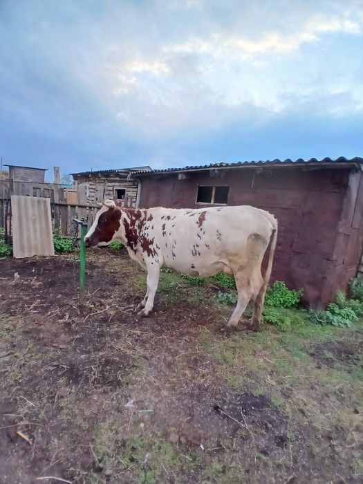 Продам корову дойную