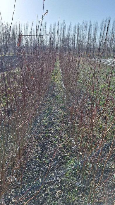 Турли хилдаги мевали дарахтларнинг кучатлари