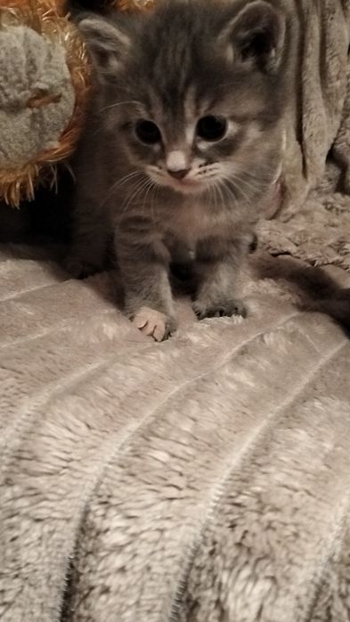 Отдам котят в добрые руки