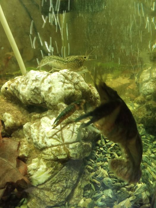 Раки аквариумные