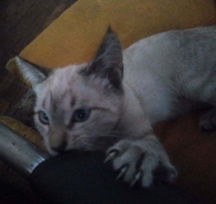 Отдам котенка ,девочку.