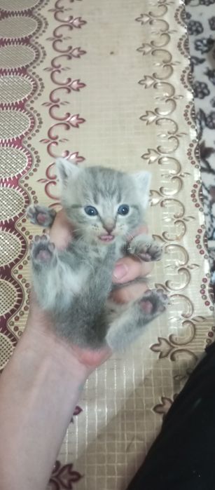 Skotish fold va skotish strayt