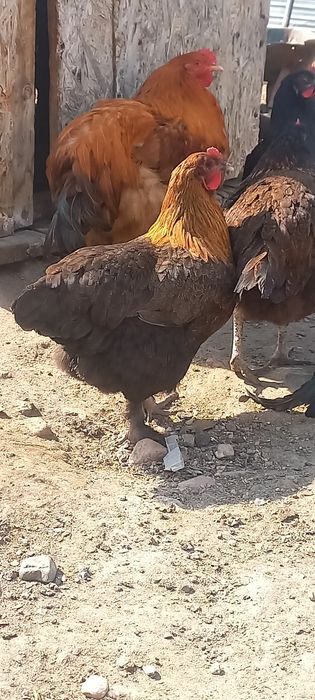 Продам домашних кур и петухов
