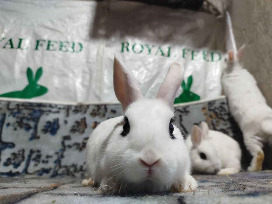 Карлик декоративный куенлар