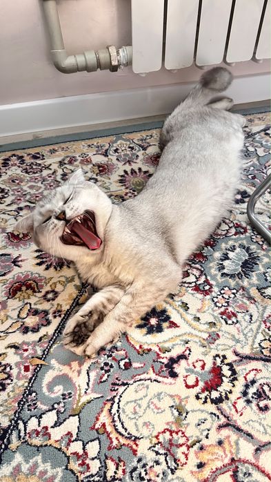 Шотландский вислоухий кот