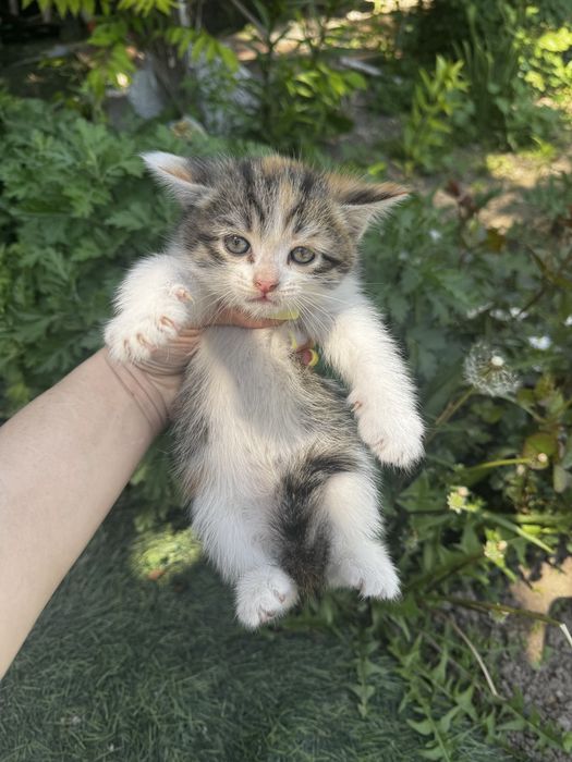 Одам в хорошие руки