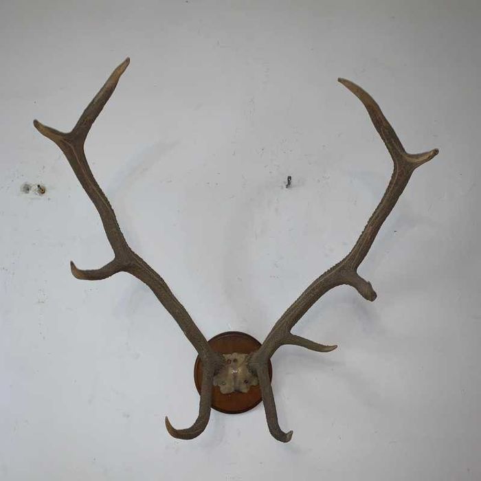 Coarne de cerb amplasat pe suport de lemn