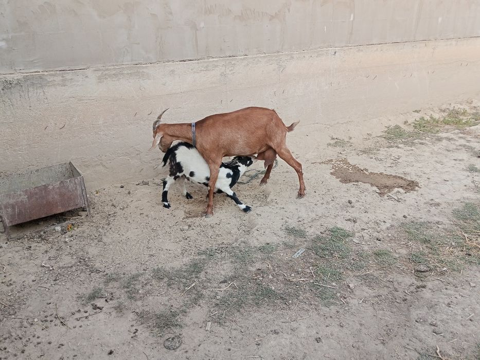 Ешкі сатылады лағымен