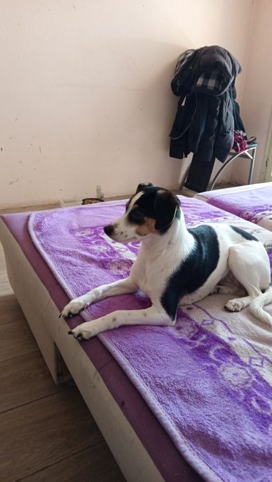 Джеси Търси Нов Дом