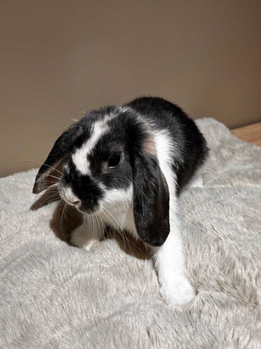 Декоративные кролики