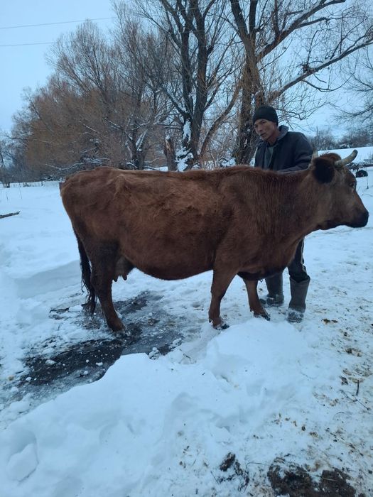 Продается корова