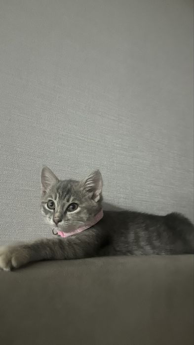 Котенок 3 месяца девочка