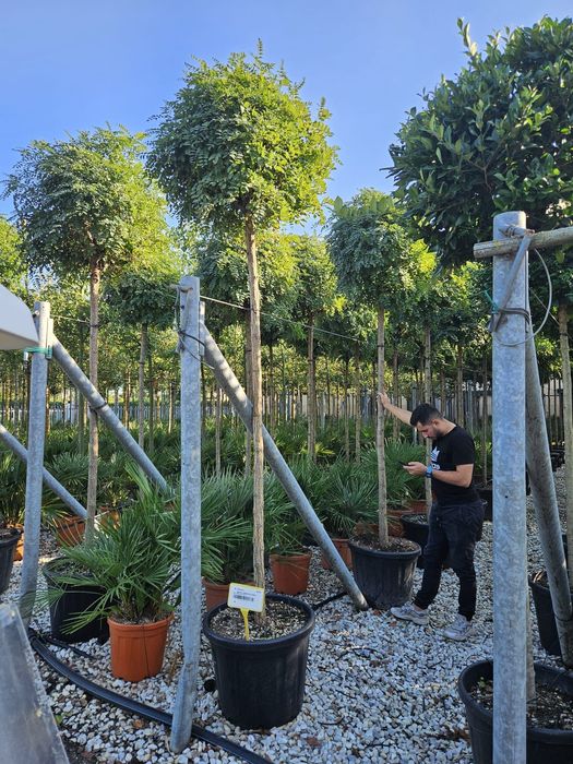 Salcâm globular calitate extra toate dimensiunile