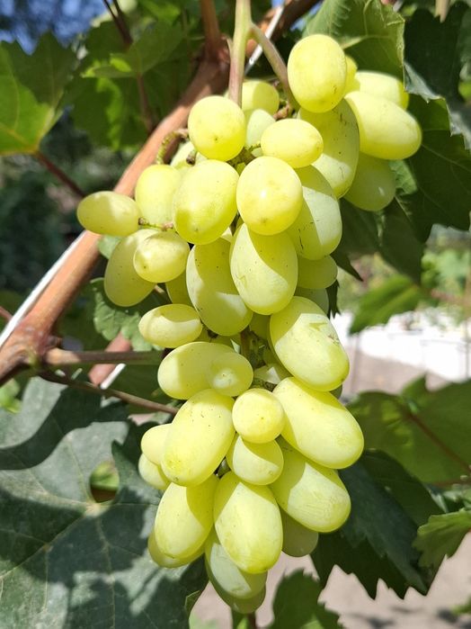 Саженцы винограда