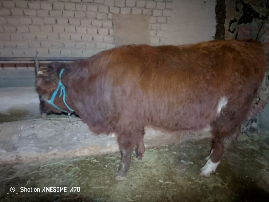 Өгызше сатылады тез арада