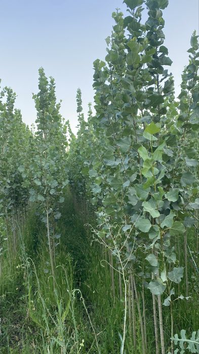 Тополь, Вязь Елка и слива