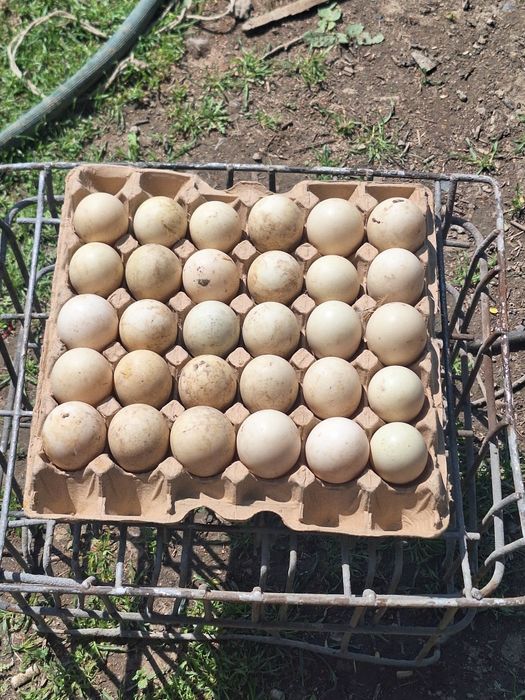 Продам яйца индоутки