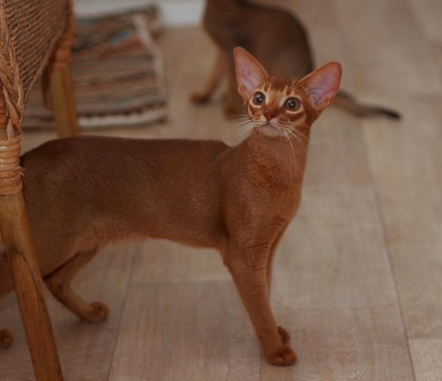 Абиссинские- СОЛНЕЧНЫЕ детки