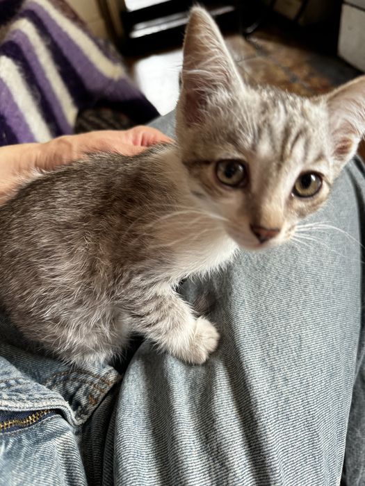 Красивые котята в добрые руки