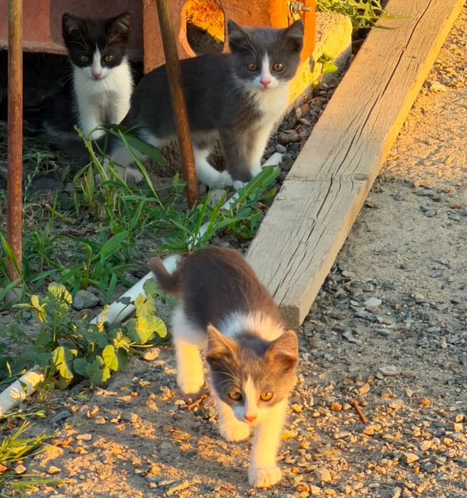 Котята в добрые руки