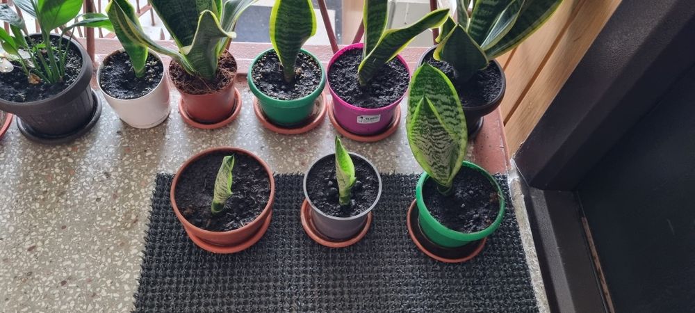 Sansevieria / Limba soacrei
