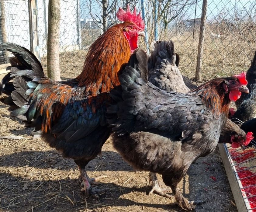 Oua albastre și găini de rasă, gaini și cocosi