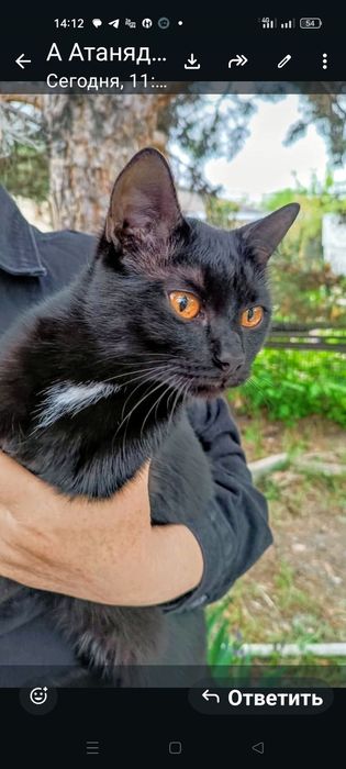 Отдаю бесплатно котика