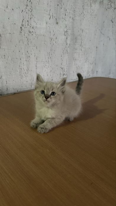 Котенки в добрые руки