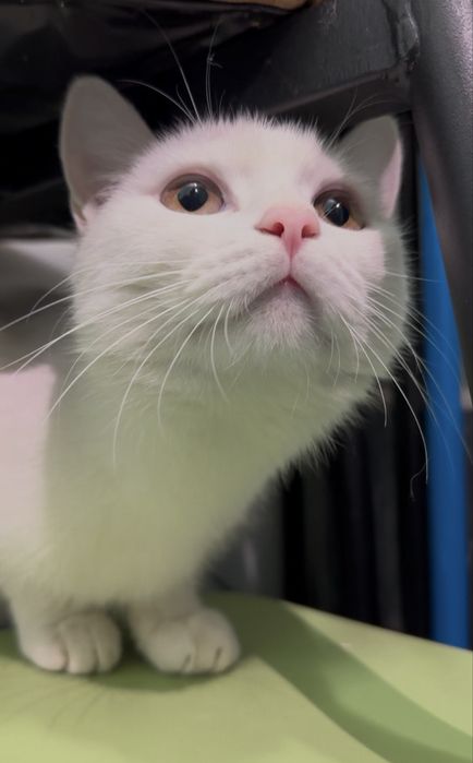 8 месяная кошка ищет дом