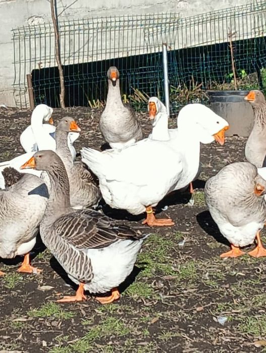 Vând gâste și bobocii de gâscă,