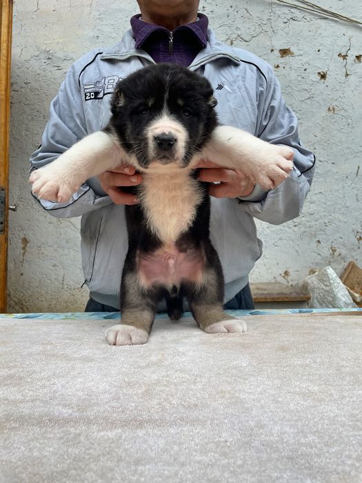 Шенок Алабая ( супер гигант ) чистокровный