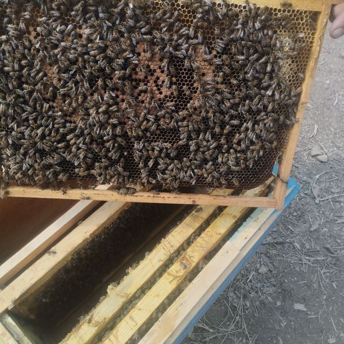 Asalari oilasi sotiladi