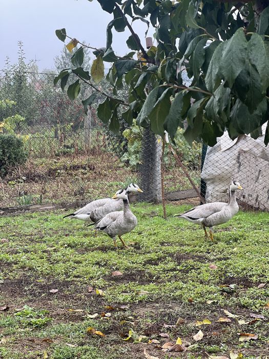 Gasca indiana mascul 2024