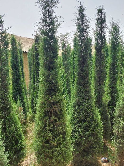Можжевельник арча кучатлари сотилади