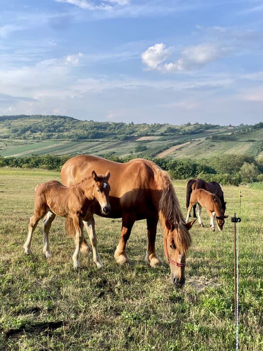 Iapă cu mânză  de o lună