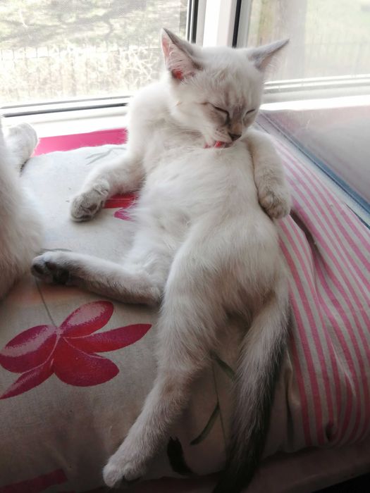 !!! Окрас Silver Point Тайская Принцесса !!!