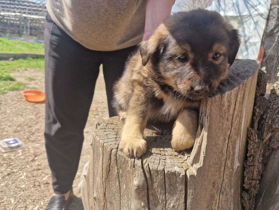 Отдам щенков в хорошие руки