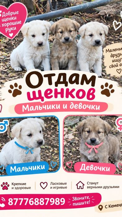 Отдам щенка кушают сами лают шустрые милые