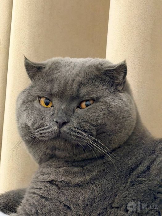 ПРОДАЕТСЯ шотландская вислоухая кошка (Scottish Fold)