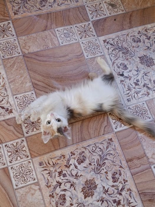 Отдам котенка девочку