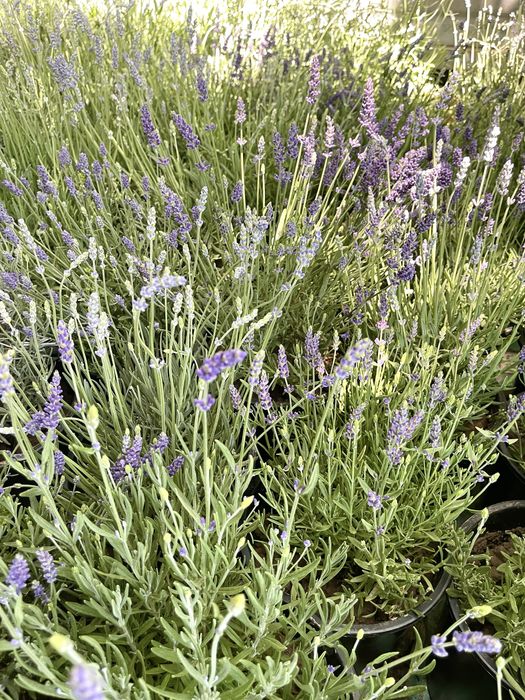 Саженцы лаванды в продаже