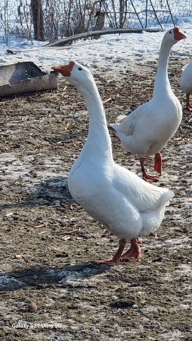 Продам инкубационное  индюшинное и гусинное яйцо