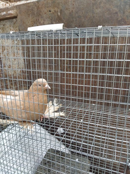 Жолтая Голубка молодая