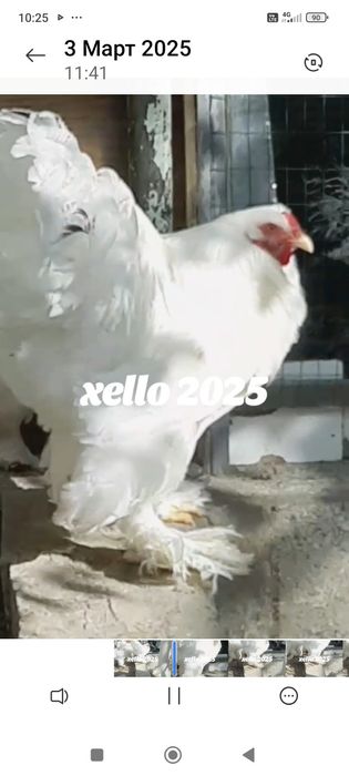 Жужалар сотилади