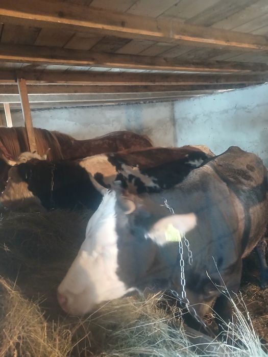 Vând 2 vacii genstante a 4 lună