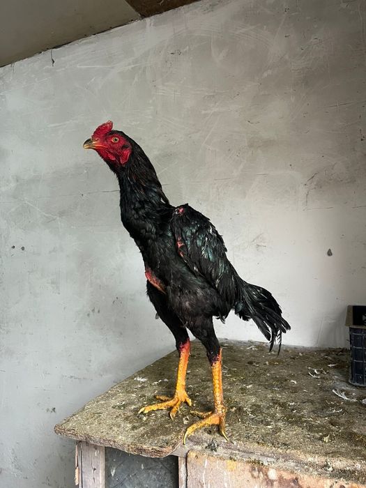 Дакан , Петух , Есик