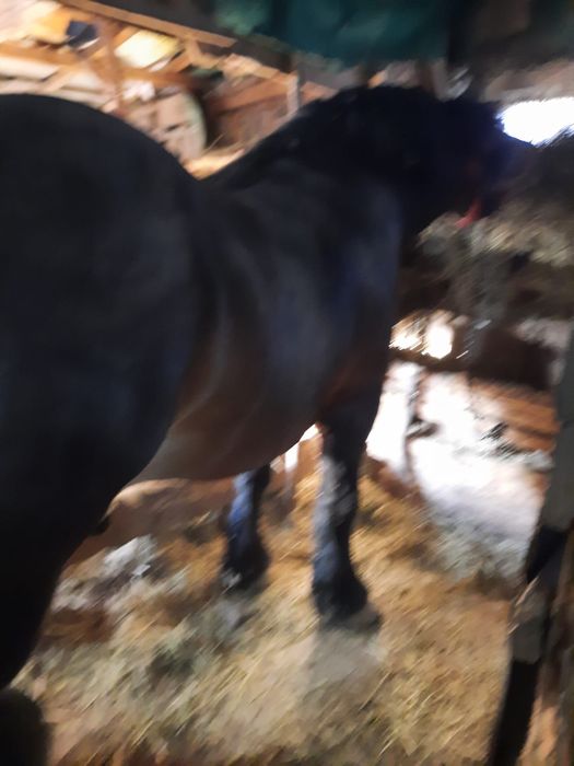 Vând armăsar ardenez Vârsta 2 ani și 10 luni