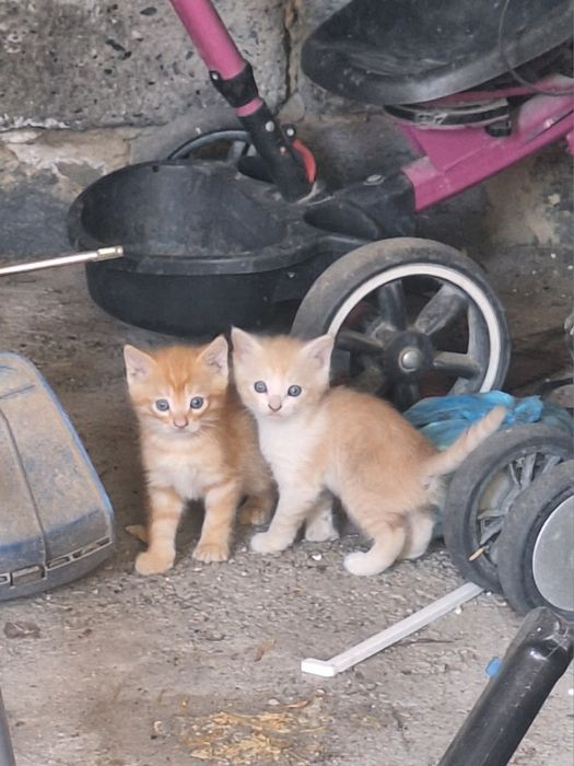 отдам в хорошие руки котята