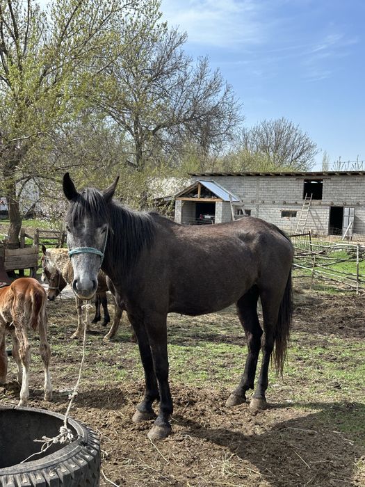 Бие құлынымен сатылады